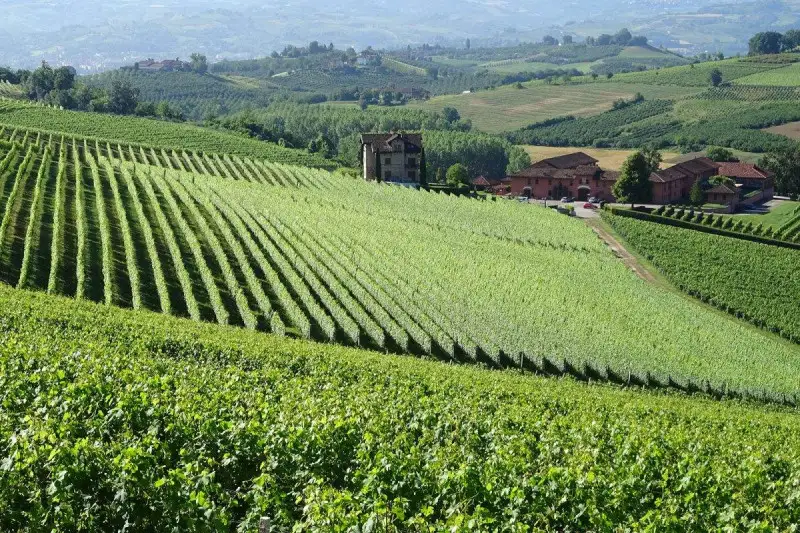 Ristrutturazione e riconversione vigneti 2022-2023: le modalit&agrave; di accesso