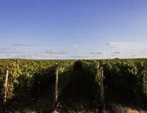 Francia: meno richieste del previsto sul Piano estirpazione