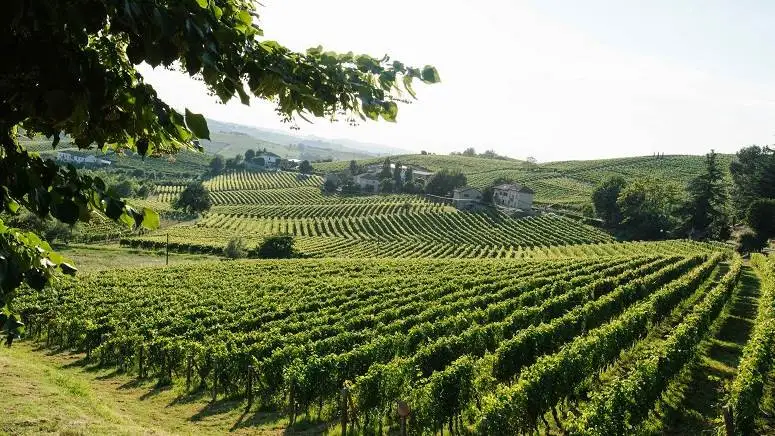 Asti e Terre Alfieri, due proposte di modifiche ai rispettivi disciplinari