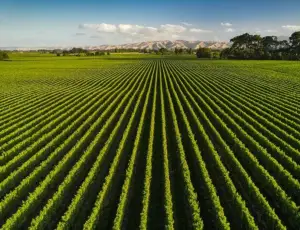 The World's 50 Best Vineyards: svelata la lista 51-100 (Europa al top)