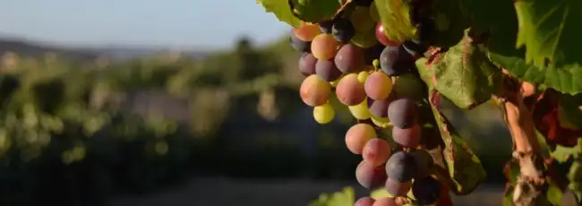 In Inghilterra la vendemmia 2026 parte in anticipo: per Nyetimber &egrave; un record