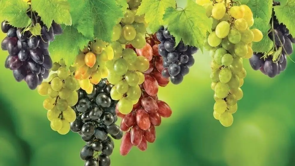 All'Italia il premio OIV per il miglior testo in materia di diritto vitivinicolo