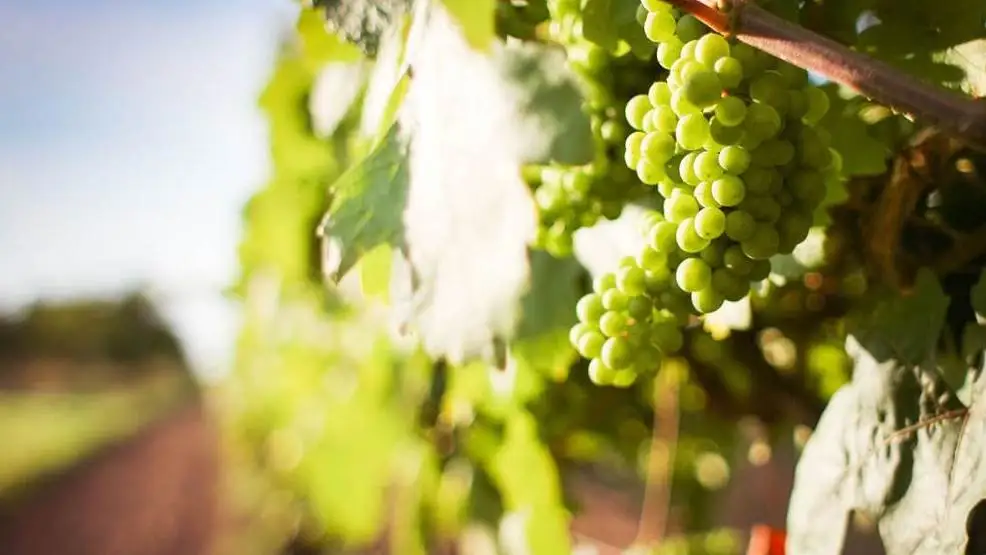 Agea, ecco le istruzioni per le dichiarazioni di vendemmia e di produzione di vino e/o mosto