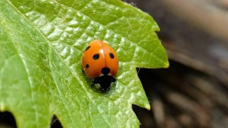 Regolamento 2018/848 sulla produzione biologica posticipato al 1&deg; gennaio 2022
