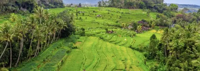 Non solo risaie, a Bali sempre pi&ugrave; vigneti