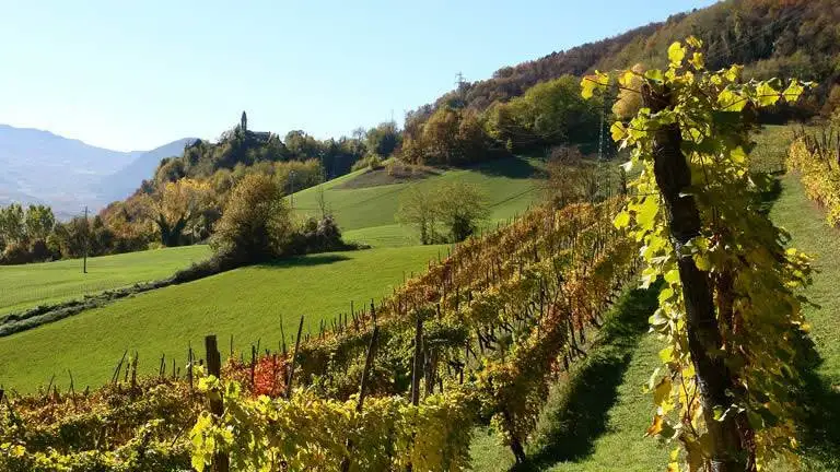 Mipaaf, rinnovato incarico al Consorzio Colli Piacentini