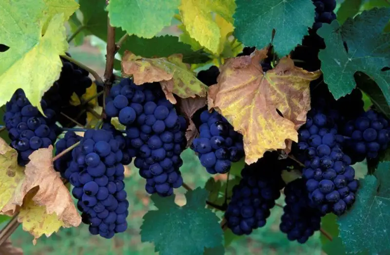 Pinot nero friulano: parte il progetto per la selezione di  viti pi&ugrave; resistenti