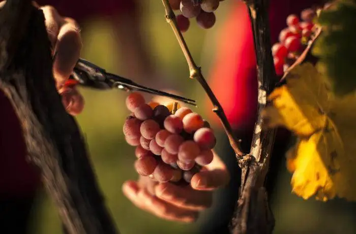 2018 Forecast for Italy’s Wine Production is Looking Up