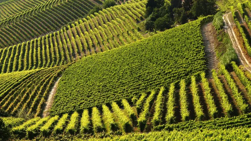 Progetto NoviAgri Consorzio Barbera d'Asti e Vini del Monferrato: parte la sperimentazione