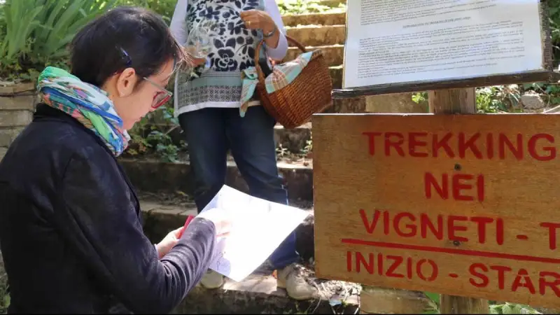 Il turismo del vino riparte con il la "terapia del paesaggio": trekking nelle vigne e degustazioni
