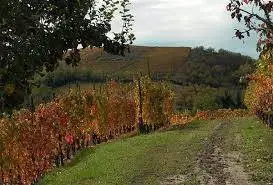 Revoca tutela al Consorzio DOP Reggiano e Colli di Scandiano e di Canossa