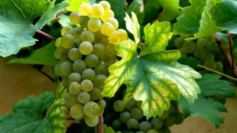 Confagricoltura sostiene l'iniziativa europea per l'evoluzione genetica delle piante coltivate