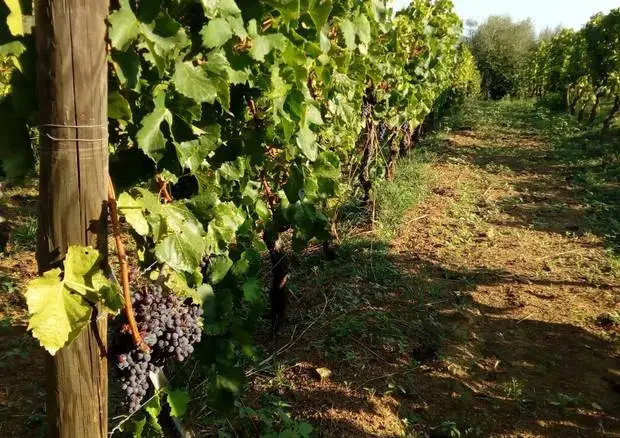 Integrazione domande ammesse per la Riduzione volontaria delle rese