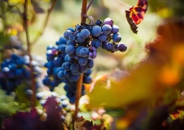 Covid, no penalit&agrave; per le esecuzioni parziali di riconversione e vendemmia verde