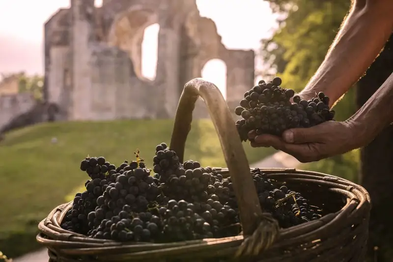 Viaggio enogastronomico nella terra del Torcolato: da Thiene a Bassano del Grappa