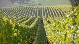 Emergenza Alluvione: dal 3 luglio attivi i prestiti Ismea a tasso zero per le Pmi agricole