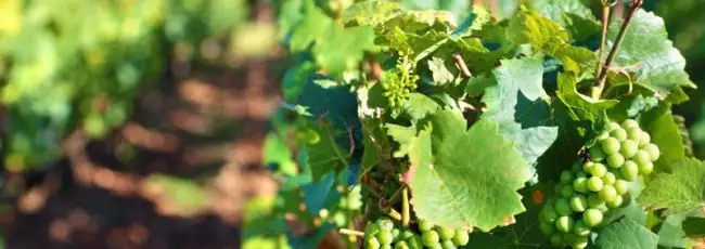 Francia, distillazione  e innovazione al centro del settore vitivinicolo