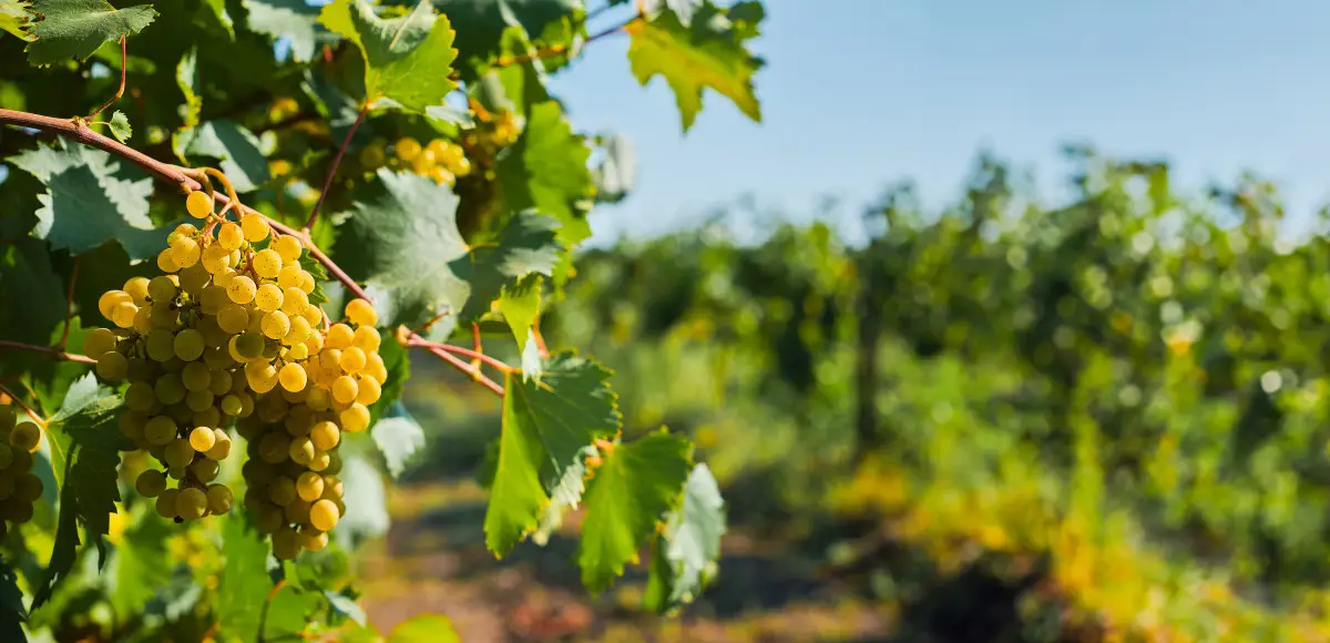 UE alza al 90% l’aliquota dei pagamenti anticipati per gli interventi nel settore vitivinicolo