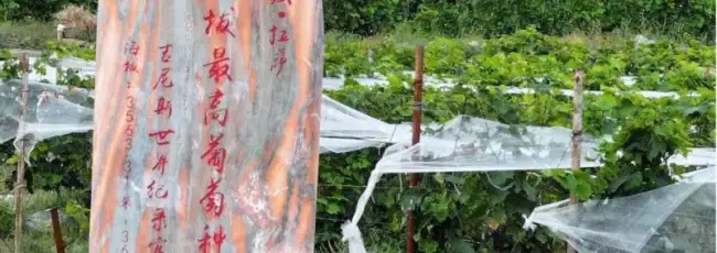 Vigneti a 3.700 metri: il Tibet mette alla prova i limiti del vino