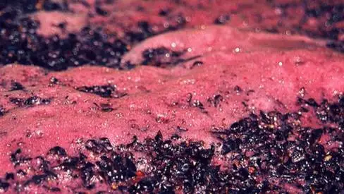 Vini Dop e Igp, le fermentazioni possono avvenire in deroga fuori dal periodo vendemmiale