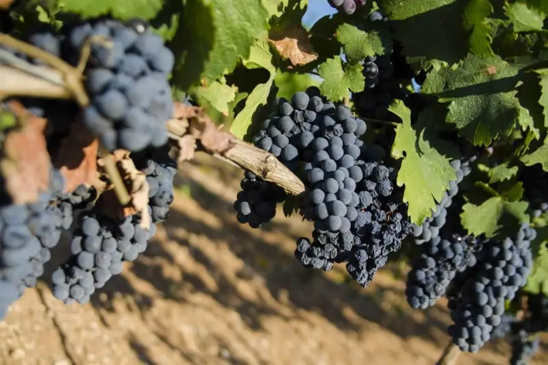 Primitivo di Manduria Dop: stop alla crescita dei vigneti per tre anni