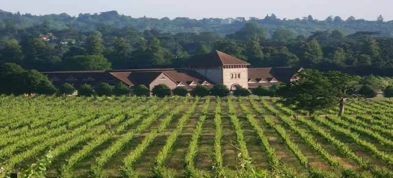 Vino Uk: produzione record nel 2018 e corsa ai nuovi impianti