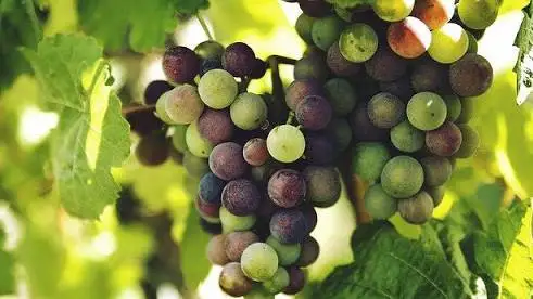 Riepilogo sulla riduzione della produzione DOP/IGP 2020