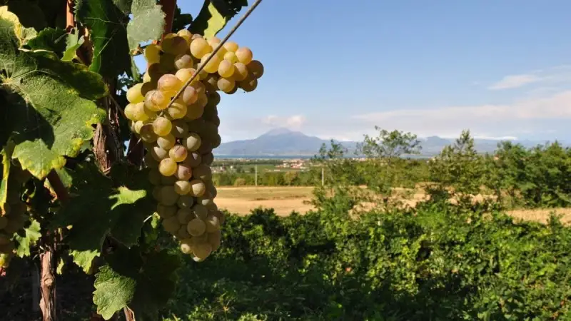 Vigneti di montagna in Valle Camonica