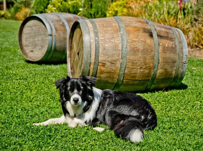 Dai cani un aiuto a individuare parassiti delle viti