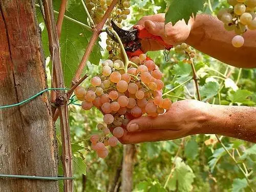 Dati finali sulla campagna vendemmiale 2019-2020: prodotti 46,4 milioni di ettolitri