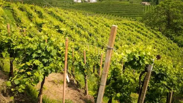 Innovazione in vigna: in Veneto prove sperimentali per la riduzione dei fitofarmaci e aree montane