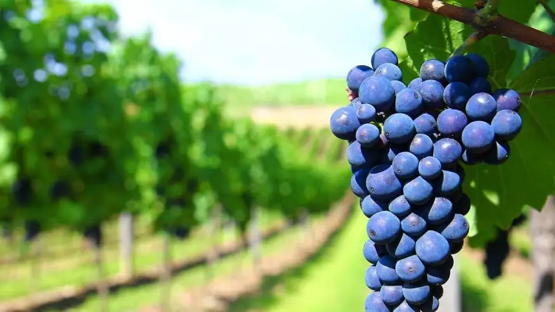 Veneto da record: vendemmia con +48%