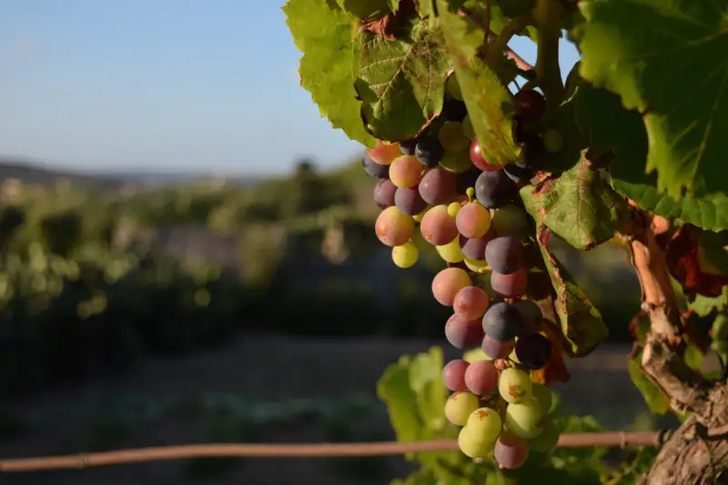 In Inghilterra la vendemmia 2026 parte in anticipo: per Nyetimber &egrave; un record