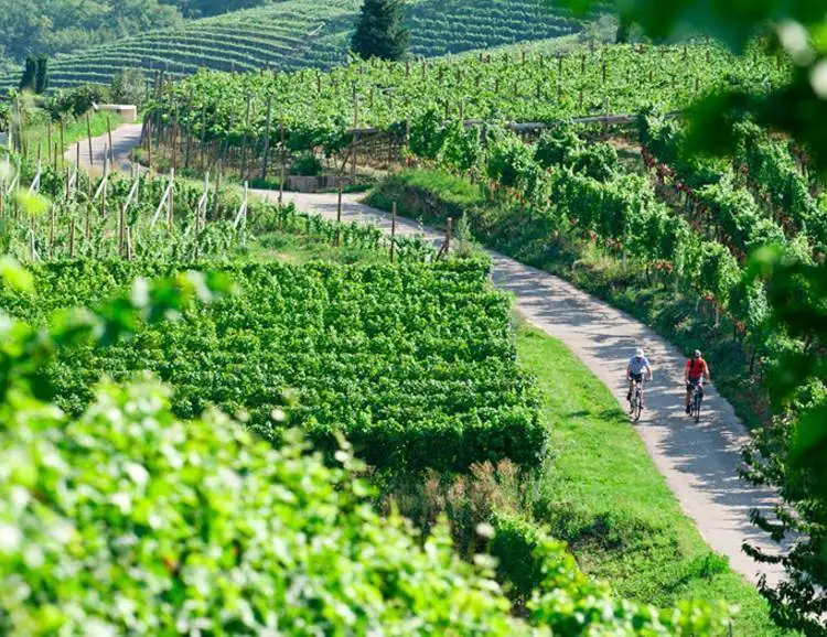 Vino & bici in Alto Adige