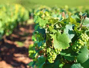Francia, distillazione  e innovazione al centro del settore vitivinicolo