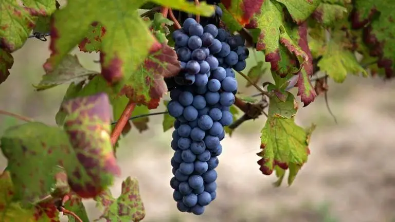 Il Monferrato Doc Nebbiolo diventa realt&agrave;