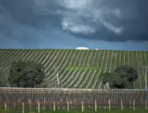 Stati Uniti: il gelo mette a rischio la prossima vendemmia lungo la costa orientale