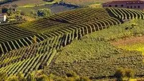 Riconversione e ristrutturazione vigneti per la campagna 2020/2021