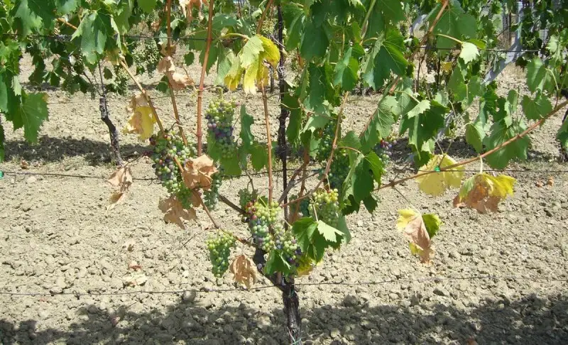 In Europa dal 2015 le peggiori siccit&agrave; degli ultimi 2000 anni