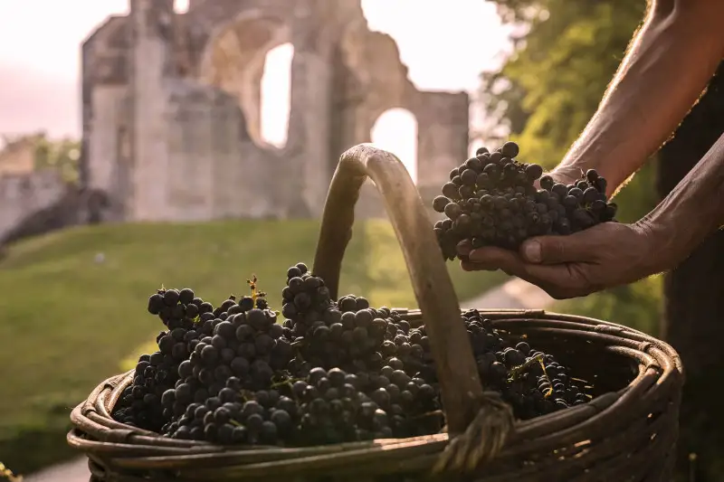 Vini dealcolizzati e parzialmente dealcolizzati: le faq della Commissione Ue