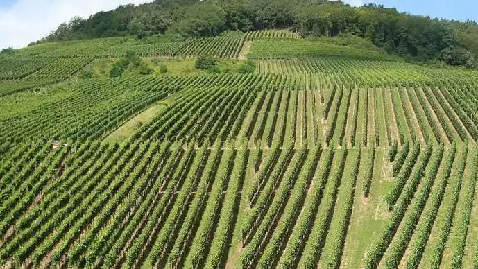 Agroalimentare, i buoni risultati 2021 (4&deg; trimestre +6,2% Pil e +0,2% consumi) alla prova delle tensioni internazionali