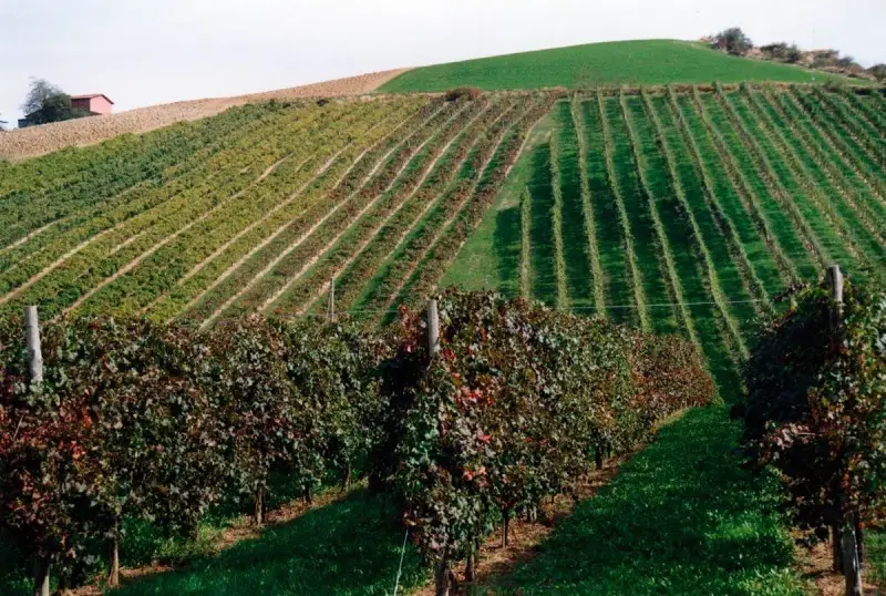 Ecco quanto valgono i vigneti in Italia, regione per regione