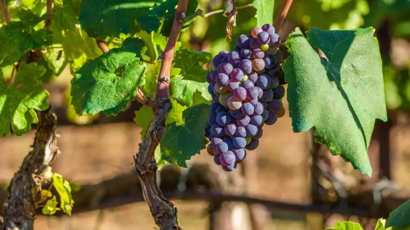 Nuova Zelanda, nei vigneti lotta bio alla botrite