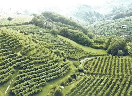 Vigneti storici ed eroici: i criteri del ministero per rientrare nelle categorie protette