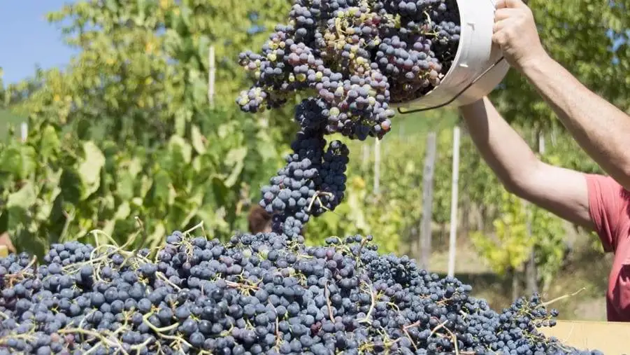 Proroga del termine per la dichiarazione di vendemmia