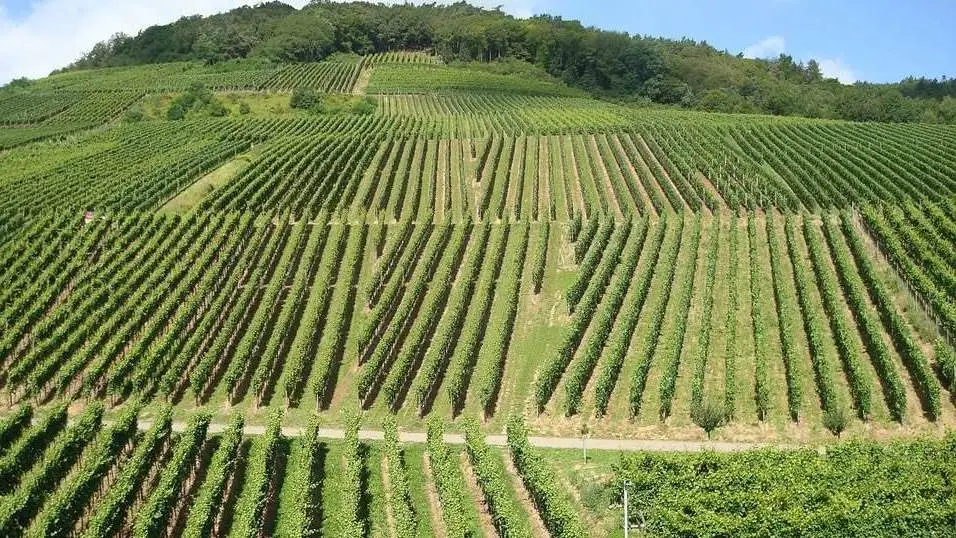 Anticipato il termine per le domande di ristrutturazione e riconversione vigneti