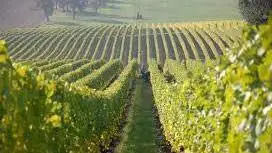 Flavescenza dorata della vite, approvata l&rsquo;istituzione di un fondo per i viticoltori