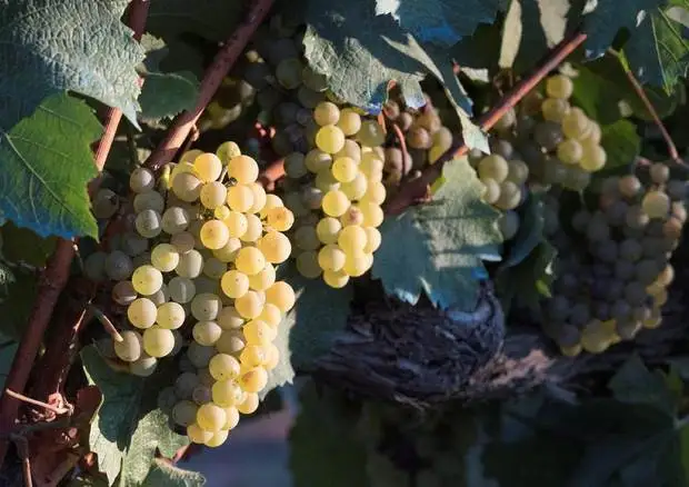 Cagliari: finanziamenti alle startup che riutilizzano scarti di lavorazione del vino