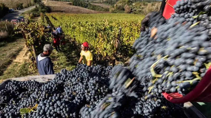 Vino e wine destination decisivi per la ripresa del turismo italiano