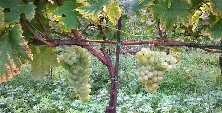 Franciacorta riscopre l'Erbamat, antico vitigno autoctono